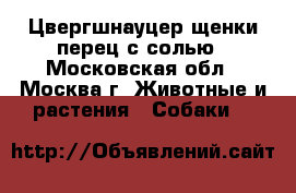Цвергшнауцер щенки перец с солью - Московская обл., Москва г. Животные и растения » Собаки   